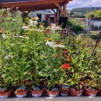 Echinacea purpurová (Echinacea purpurea) ´CHEYENNE SPIRIT´® - kont. C2L
